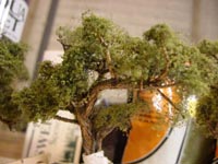Tree Closeup